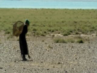 VIDEOS SWF GIF PREVENCION  CAMPO (2)